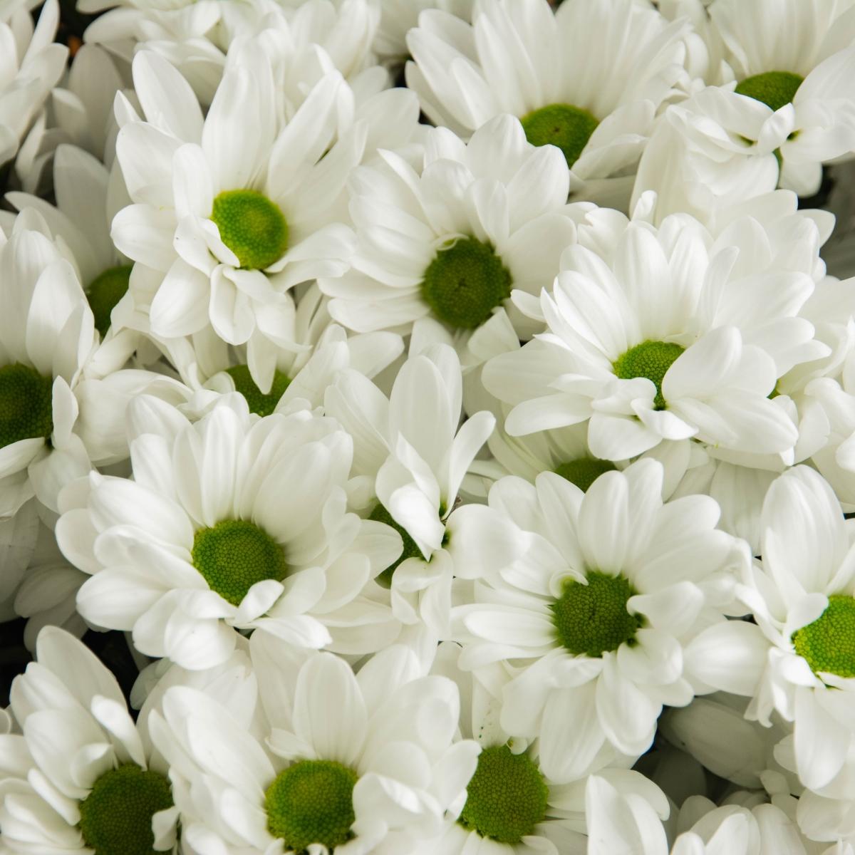 Букет-гигант из белых хризантем