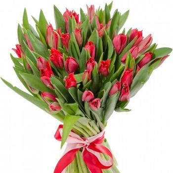 Красные тюльпаны 25 шт №  14790